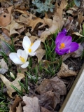 Close up of crocus