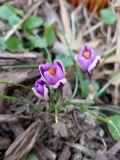 Spring Beauty Crocus