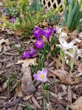 Crocus