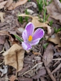 King of the Striped Crocus