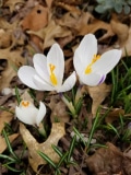 Jeanne D'arc Crocus