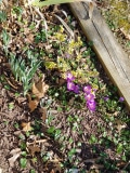 Early spring
