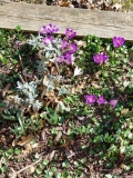 Crocus in the early spring