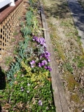 Front Porch Garden