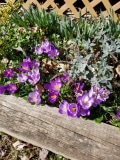 Close up of crocus