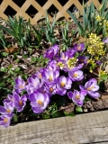 King of the Striped Crocus