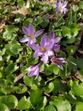 Spring Beauty Crocus