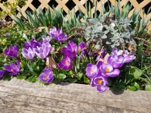 Mix of crocus
