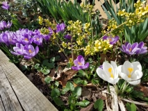 Early spring in the front porch garden