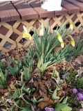Start of the daffodils in the Front Porch Garden