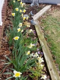 Daffodils