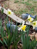 Daffodils and ceramic fish