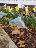 Ceramic fish and daffodils