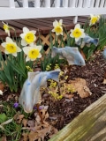 Swimming with the daffodils