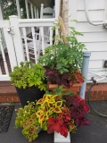 Coleus and Wisteria