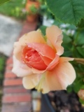 Apricot Candy Hybrid Tea Rose