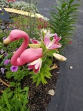 Pink Romance Oriental Lily
