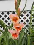 Gladiolus in the Deck Garden