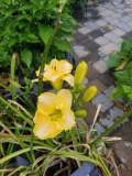 Total Look Reblooming Daylily
