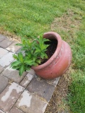 Czechmark Trilogy Weigela