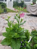 Nicotiana