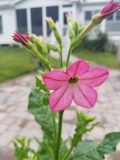 Nicotiana