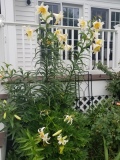 Lavon Lily Tree