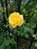 Tupelo Honey Heirloom Floribunda Rose