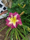 Thank Your Lucky Stars Daylily