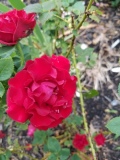Hommage a Barbara rose