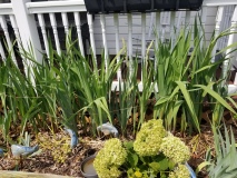 Front Porch Garden