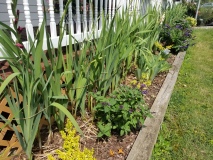Front Porch Garden