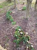 Hellebore