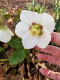 Hellebore