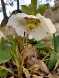 Hellebore