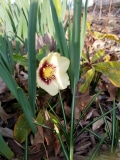 Hellebore Honeymoon® 'Spanish Flare'