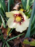 Hellebore Honeymoon® 'Spanish Flare'