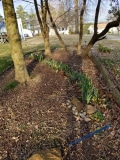 Daffodils