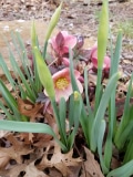 Hellebore