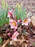 Hellebore