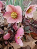 Hellebore - close up