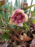 Hellebore