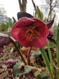 Hellebore