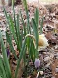 Daffodil