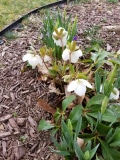 Hellebore