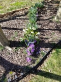King of the Striped Crocus