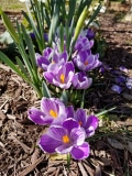 King of the Striped Crocus - close up
