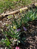 Daffodils