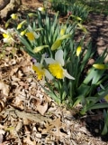 Daffodils