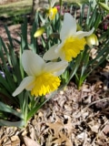 Daffodils